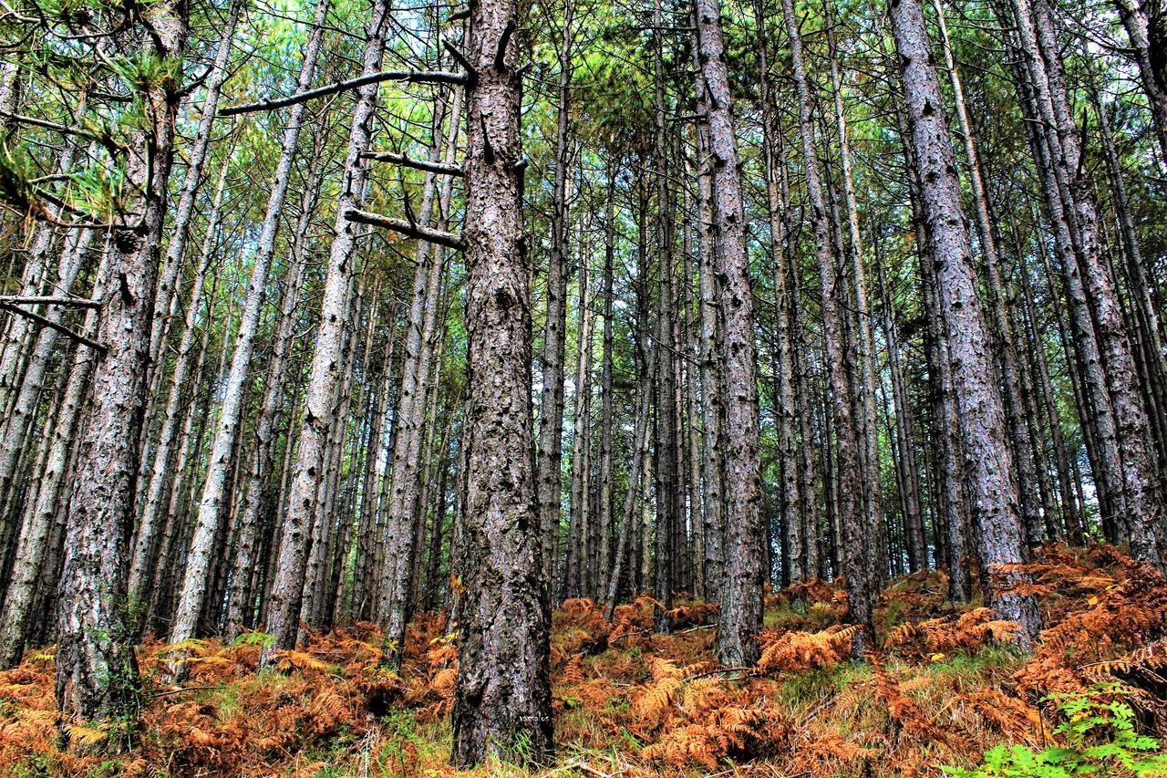 מלון טריפוליס Foresta In Medias Mores מראה חיצוני תמונה