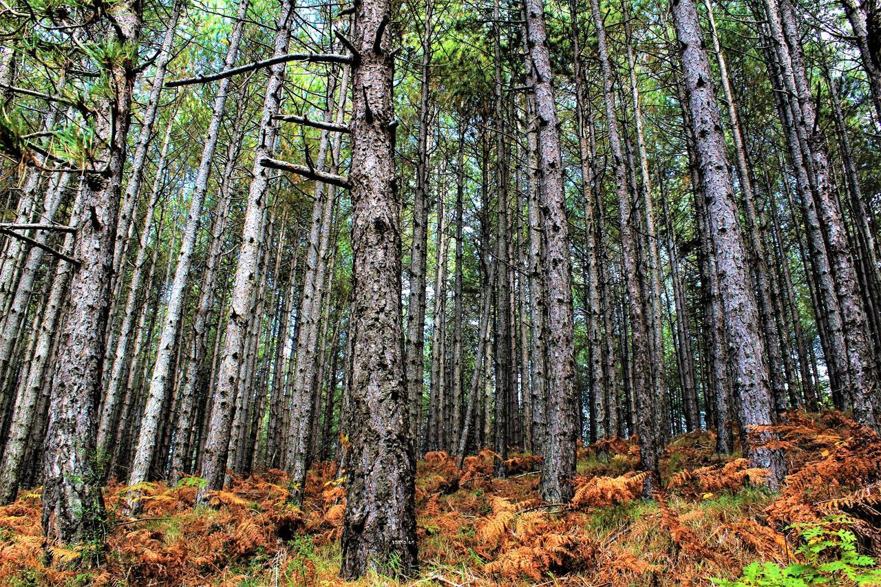 טריפוליס Foresta In Medias Mores מראה חיצוני תמונה